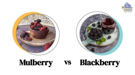 Mulberry Vs Blackberry Health Comparison And 3 Key Differences