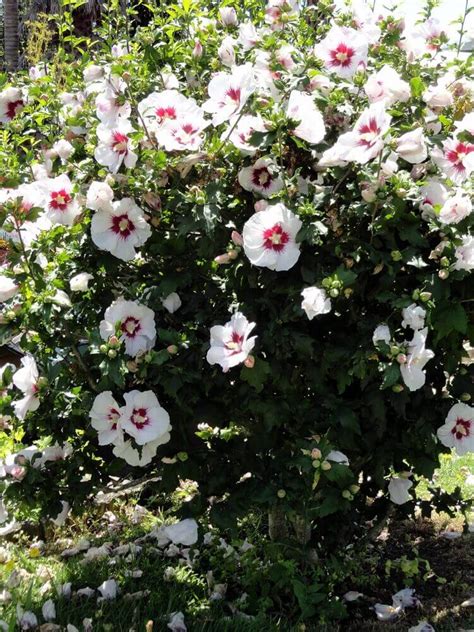 Hibiscus De Jardin Ou Althéa Quel Entretien Pour Larbuste Dornement