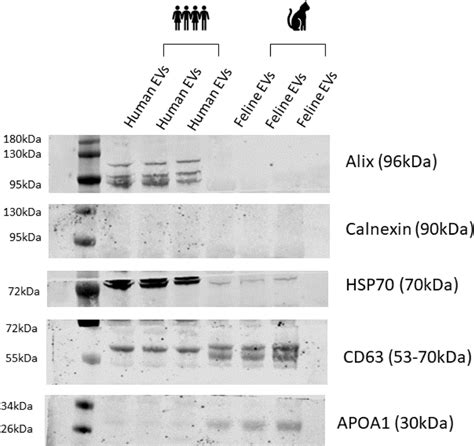 Western Blot Analysis Confirming The Recognised Ev Markers According To