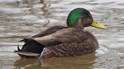 Bird Hybrids: American Black Duck x Mallard