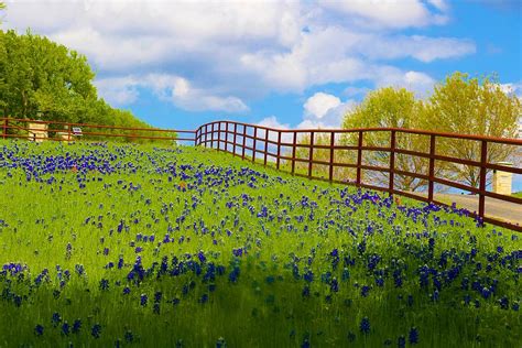 Red Fence Creates A Border For Bluebonnets Photograph By Sandra Kent