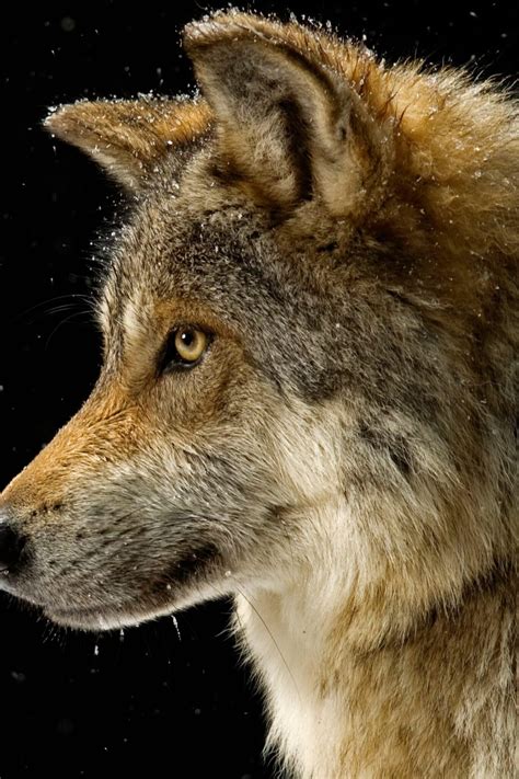 Descubre Los Secretos Ocultos Del Ciclo De Vida Del Lobo Alguna Vez