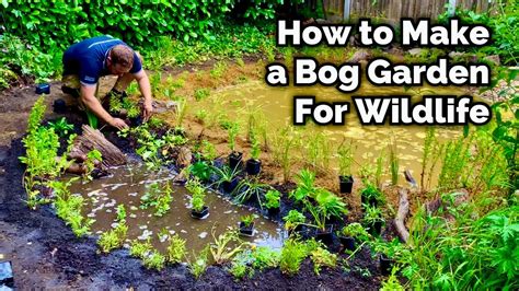 How To Make A Bog Garden For Wildlife Diy Youtube