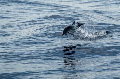 Premium Photo | Young newborn baby striped dolphin jumpin at sunset