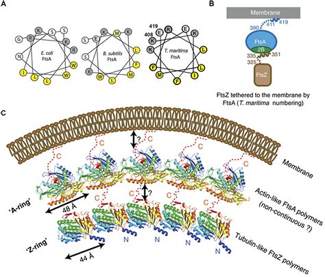 Frontiers The Membrane Transertion As An Organizing Principle In Membrane Heterogeneity