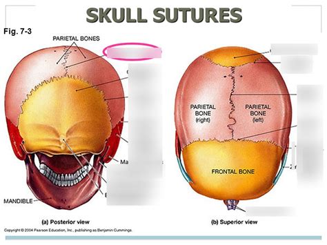 Sutures Diagram Quizlet