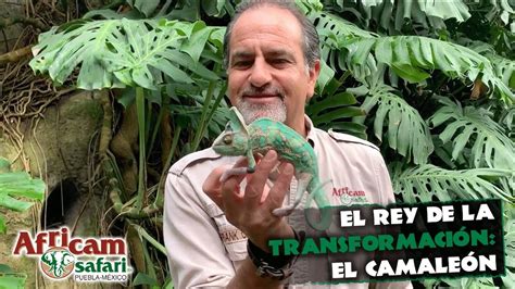 El Rey De La Transformación El Camaleón Desde Africam Safari Con Frank