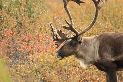 Boreal Forest Mammals: The Boreal Encyclopedia