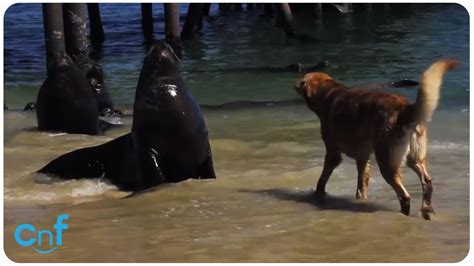 Dog Vs Sea Lion Bark Battle Youtube