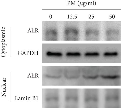 Pm Induced The Nuclear Translocation Of Ahr And Upregulated Cyp A