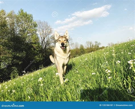 Happy dog stock image. Image of summer, running, happy - 135186181