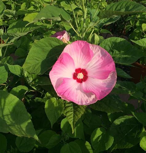 Hibiscus Moscheutos Luna Pink Swirl Staudenhibiscus Gartenpflanzen