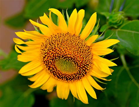 Sonnenblume Flora Blume Kostenloses Foto Auf Pixabay Pixabay