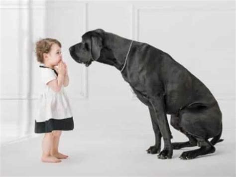 Are Great Danes Good With Kids Hello Danes