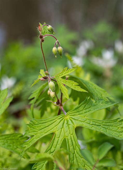 Bicknells Cranesbill Geranium Bicknellii Mc2 Nature Photography