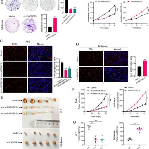 Circrapgef5 Enhances Ec Cells Proliferation In Vitro And In Vivo A