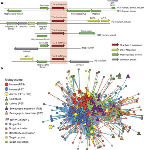 Understanding The Dissemination Of Antibiotic Resistance Gen