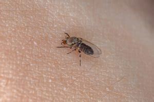 Moscerini In Casa Rimedi Come Eliminarli Insectum