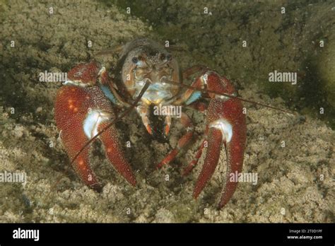 Signal Crayfish Pacifastacus Leniusculus American Crayfish Invasive