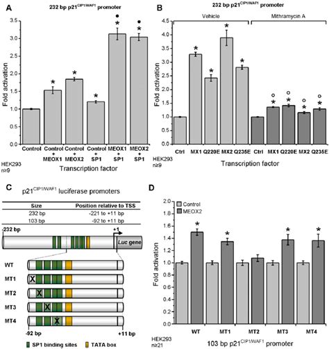 Meox And Meox Activation Of The P Cip Waf Promoter Is Dependent