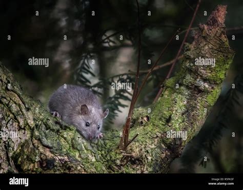 Wild Brown Rat In A Tree Stock Photo Alamy