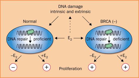 Brca And Brca In Breast Cancer The Lancet