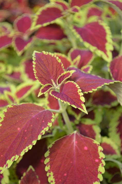 Coleus Scutellarioides Saturn Coleus Garden Center Marketing