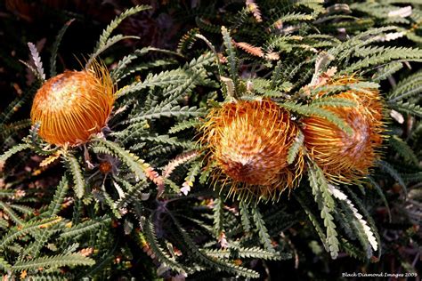 Banksia Formosa Dryandra Formosa Showy Dryandra Flickr African