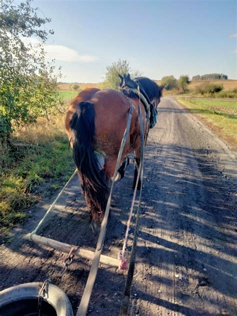 Sprzedam klacz źrebną Białystok Starosielce OLX pl