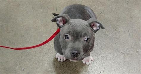 My New Ittie Bittie Pittie Rpitbulls