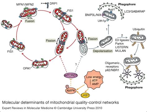 Molecular Determinants Of Mitochondrial Quality Control Networks