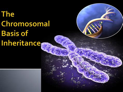 Ppt The Chromosomal Basis Of Inheritance Powerpoint Presentation