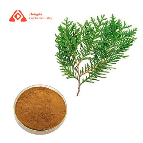 Pure Natural Cacumen Platycladi Orientalis Extract Powder For Hair Loss