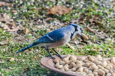 Blue Jay Eating Peanuts stock image. Image of stump, wildlife - 7831015