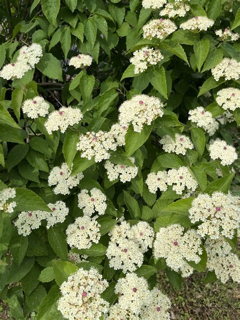 Viburnum With White Flowers How To Plant, Grow And Care For Viburnum