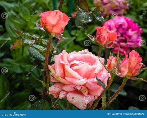 Rose on the Plot after the Rain. Stock Photo - Image of color, leaves ...