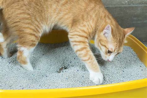 Análisis Arena para gatos sílice o grumos El Amor Animal