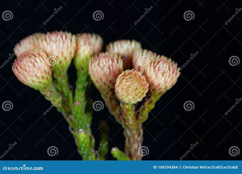 Flowers of a Brunia bush stock photo. Image of botanical - 106294384