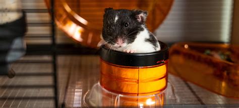 Interesting Facts About Hamsters Omlet Blog Us