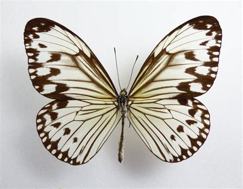 Ideopsis gaura ssp. pseudocostalis female - AUREUS butterflies & insects