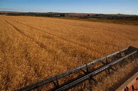 Colheita De Safra Recorde De Trigo Est Quase Finalizada No Brasil