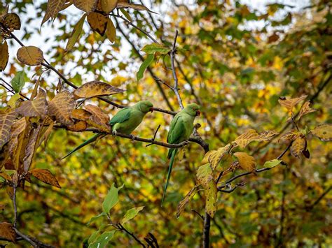 Parakeets Of London: All You Need To Know | Birdfact