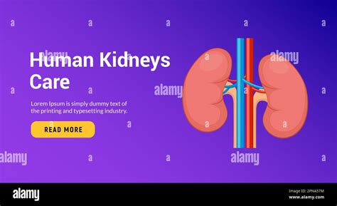 Vector Renal Human Kidney Organ Care Kidney Disease Anatomy Medical