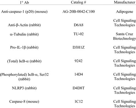 Western Blot Primary Antibodies. | Download Scientific Diagram