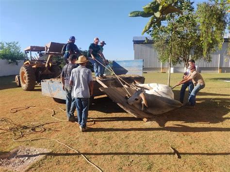 A Gazeta Invasão de boi em escola causa correria e deixa 14 crianças