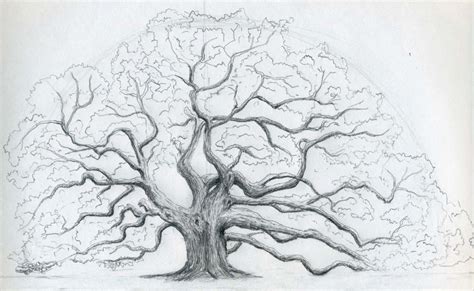 Draw An Oak Tree Angel Oak Tree