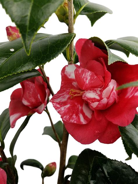 99+ Dwarf Camellia Varieties