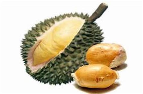 Jangan Dibuang Ini Manfaat Luar Biasa Biji Durian Bagi Kesehatan