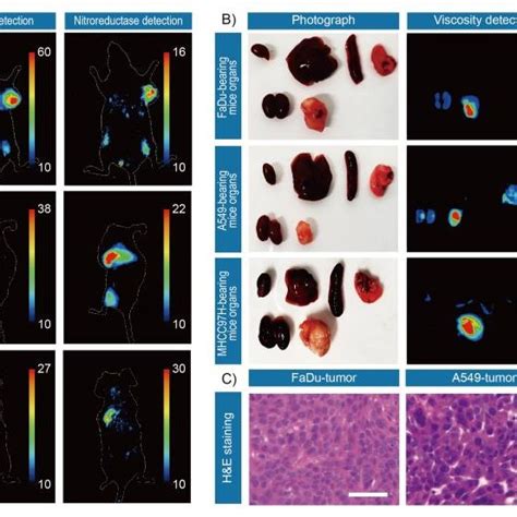 In Vivo And Ex Vivo Fluorescence Imaging Of Mouse Tumors A In Vivo