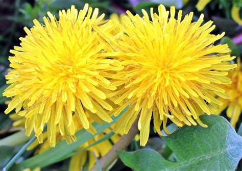 Flores comestibles que puedes cultivar fácilmente en tu huerto en casa